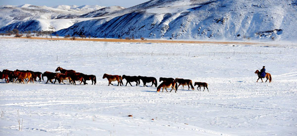 A shepherd drives a flock of horses in the snow-covered field in the Hinggan League Right Wing Front Banner, north China's Inner Mongolia Autonomous Region, Nov 30, 2010. 