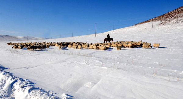 A shepherd drives a flock of sheep in the snow-covered field in Hinggan League Right Wing Front Banner, north China's Inner Mongolia Autonomous Region, Nov 30, 2010.
