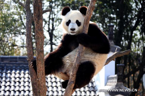 A panda sits on the tree branches in a panda theme park in Xiuning County, east China&apos;s Anhui Province, Dec. 5, 2010. 
