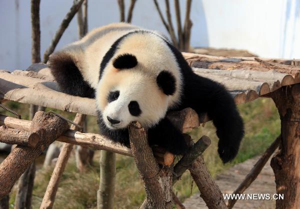 A panda rests on a shelf in a panda theme park in Xiuning County, east China&apos;s Anhui Province, Dec. 5, 2010. 