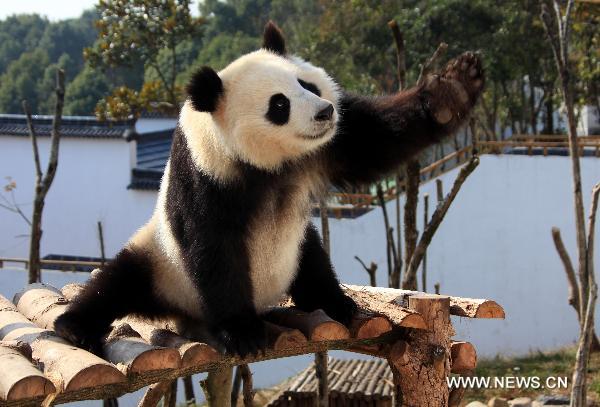 A panda waves its hand in a panda theme park in Xiuning County, east China's Anhui Province, Dec. 5, 2010. 