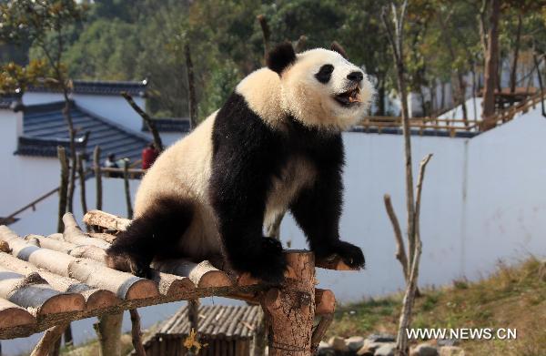 A panda poses for the visitors in a panda theme park in Xiuning County, east China's Anhui Province, Dec. 5, 2010.