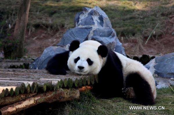 A panda rests its head on a shelf in a panda theme park in Xiuning County, east China's Anhui Province, Dec. 5, 2010.