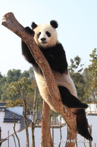 A panda leans on a tree branch in a panda theme park in Xiuning County, east China's Anhui Province, Dec. 5, 2010. 