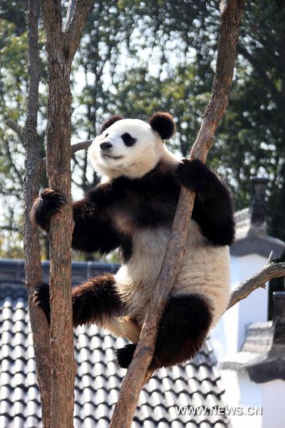 A panda sits on the tree branches in a panda theme park in Xiuning County, east China&apos;s Anhui Province, Dec. 5, 2010. 