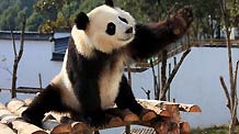 A panda waves its hand in a panda theme park in Xiuning County, east China's Anhui Province, Dec. 5, 2010.