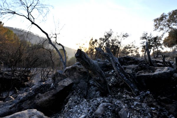 A burnt field is seen near Isfiya, on Mount Carmel, near Haifa, north Israel, Dec. 5, 2010. After more than three days&apos; arduous battle, Israeli firefighting authority announced Sunday afternoon that it had fully contained the inferno, according to local news service Ynet. [Xinhua]