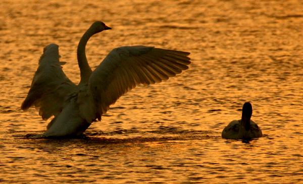 White swans are seen in a wetland in Yuncheng, north China's Shanxi Province, Dec. 7, 2010. 