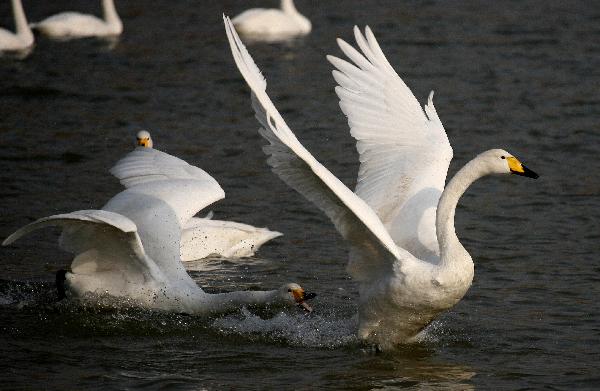 White swans are seen in a wetland in Yuncheng, north China's Shanxi Province, Dec. 7, 2010. 