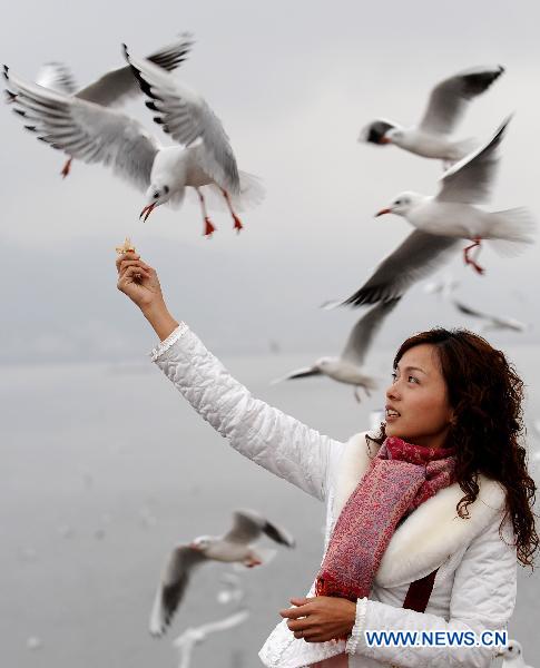 A woman feeds seagulls at Dianchi Lake in Kunming, southwest China's Yunnan Province, Dec. 7, 2010. 