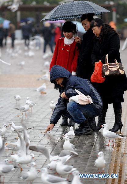 Visitors feed seagulls at Dianchi Lake in Kunming, southwest China's Yunnan Province, Dec. 7, 2010.
