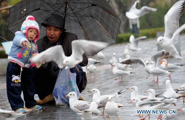 A child feeds seagulls at Dianchi Lake in Kunming, southwest China's Yunnan Province, Dec. 7, 2010. 