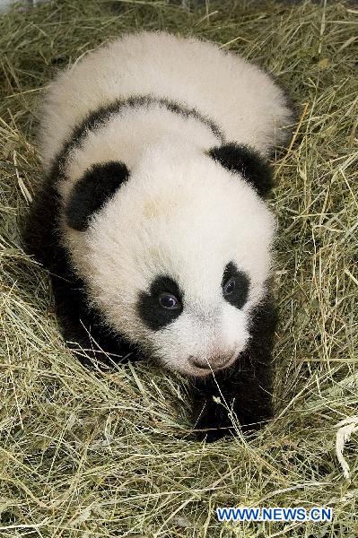 Photo released by Zoo Vienna shows panda baby 'Fu Hu' who was then about 100 day old in Vienna, capital of Austria. 