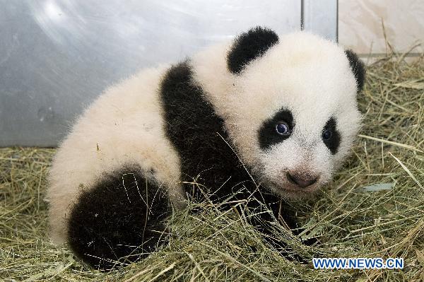 Photo released by Zoo Vienna shows panda baby 'Fu Hu' who was then about 100 day old in Vienna, capital of Austria. Zoo Vienna held a name-giving ceremony for a male panda who was born on Aug. 23 this year. The panda was named 'Fu Hu', meaning happy tiger. 