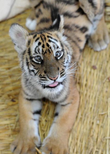 A 100-day-old tiger cub takes a rest at its enclosure at the South China Tiger Breeding Base in Suzhou, east China's Jiangsu Province, Dec. 14, 2010. 