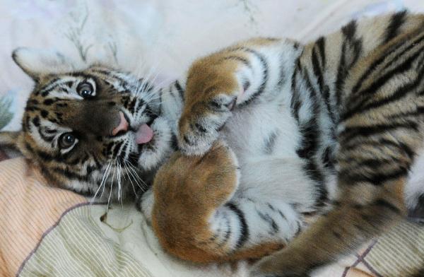 A 100-day-old tiger cub takes a rest at its enclosure at the South China Tiger Breeding Base in Suzhou, east China's Jiangsu Province, Dec. 14, 2010. 