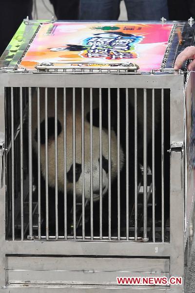 Panda 'Xin Xin' arrives at the airport in Macao, south China, Dec. 18, 2010.