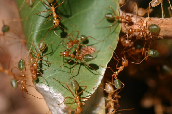 File photo provided by Aarhus University shows weaver ants in close-up, in the foliage of tree.