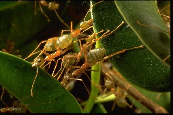 File photo provided by Aarhus University shows weaver ants in close-up, in the foliage of tree. 