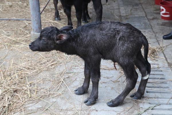 A transgenic cloned buffalo is seen at Guangxi University in Nanning, south China's Guangxi Zhuang Autonomous Region, Dec. 19, 2010. Two buffalo were cloned from transgenic embryos here on Dec. 19, 2010 but only one of them survived. [Xinhua]