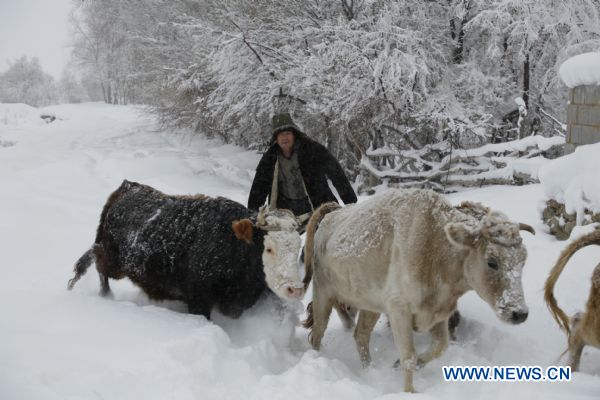 A herdman herds cattle in heavy snow, in Xemirxek Township of Altay, northwest China's Xinjiang Uygur Autonomous Region, Dec. 27, 2010. 