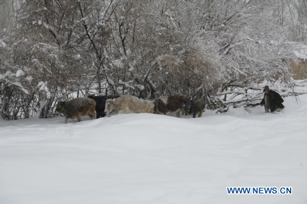 A herdman herds cattle in heavy snow, in Xemirxek Township of Altay, northwest China's Xinjiang Uygur Autonomous Region, Dec. 27, 2010. 