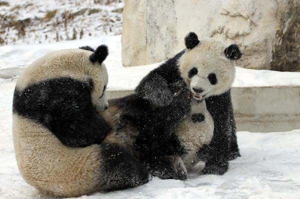 Pandas play in snow at Qinling Giant Panda Research Center in Foping Natural Reserve of Foping County, northwest China's Shaanxi Province, Jan 2, 2011. 