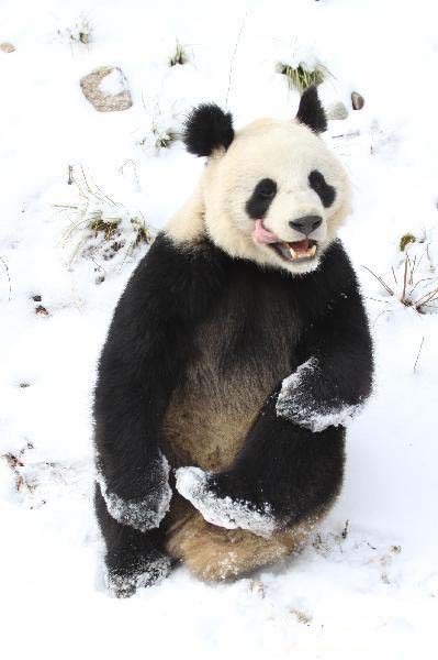 A panda plays in snow at Qinling Giant Panda Research Center in Foping Natural Reserve of Foping County, northwest China's Shaanxi Province, Jan 2, 2011.