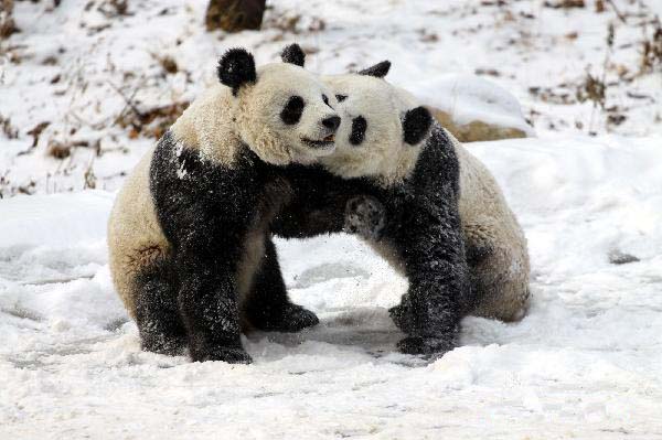 Pandas play in snow at Qinling Giant Panda Research Center in Foping Natural Reserve of Foping County, northwest China's Shaanxi Province, Jan 2, 2011. 