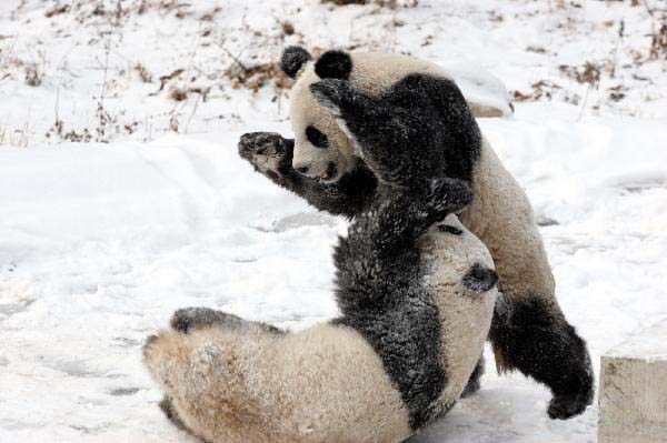 Pandas play in snow at Qinling Giant Panda Research Center in Foping Natural Reserve of Foping County, northwest China's Shaanxi Province, Jan 2, 2011. 