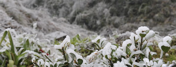 Ice-covered plants are seen roadside in Kaiyang County, southwest China&apos;s Guizhou Province, Jan 4, 2011.