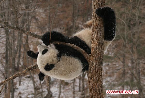 A panda plays in snow at Qinling Giant Panda Research Center in Foping Natural Reserve of Foping County, northwest China's Shaanxi Province, Jan. 3, 2011.