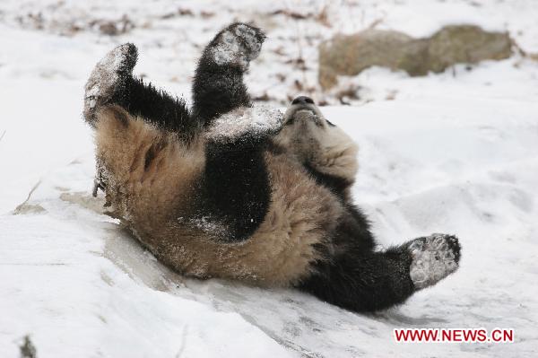 A panda plays in snow at Qinling Giant Panda Research Center in Foping Natural Reserve of Foping County, northwest China's Shaanxi Province, Jan. 3, 2011.