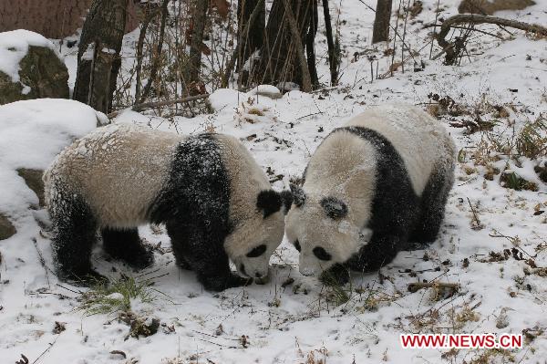 Pandas play in snow at Qinling Giant Panda Research Center in Foping Natural Reserve of Foping County, northwest China's Shaanxi Province, Jan. 3, 2011.