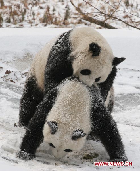 Pandas play in snow at Qinling Giant Panda Research Center in Foping Natural Reserve of Foping County, northwest China's Shaanxi Province, Jan. 3, 2011.