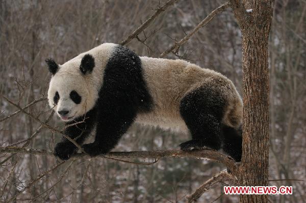 A panda plays in snow at Qinling Giant Panda Research Center in Foping Natural Reserve of Foping County, northwest China's Shaanxi Province, Jan. 3, 2011. 