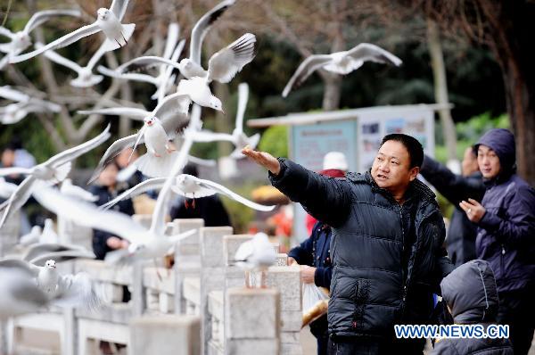 A man in heavy coat feeds black-headed gulls in Cuihu park in Kunming, capital of southwest China's Yunnan Province, Jan. 11, 2011.