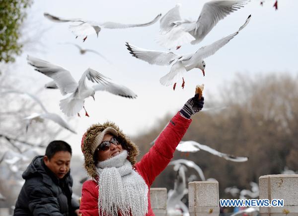 A woman in heavy coat feeds black-headed gulls in Cuihu park in Kunming, capital of southwest China's Yunnan Province, Jan. 11, 2011. 