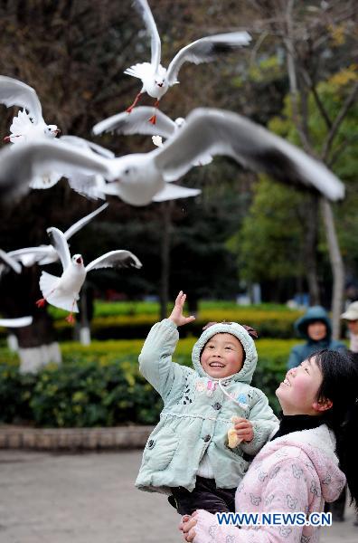 A child in heavy coat feeds black-headed gulls in Cuihu park in Kunming, capital of southwest China's Yunnan Province, Jan. 11, 2011. 