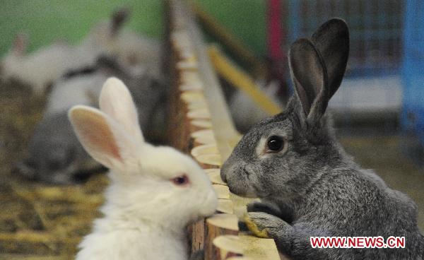 Photo taken on Jan. 13, 2011 shows rabbits at the provincial museum in Harbin, capital of northeast China's Heilongjiang Province.