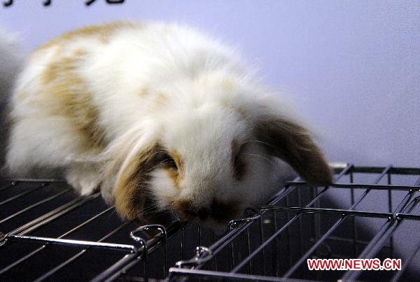 Photo taken on Jan. 13, 2011 shows rabbits at the provincial museum in Harbin, capital of northeast China's Heilongjiang Province. 