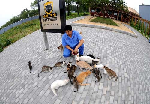 Man trains 60 cats to guard granary