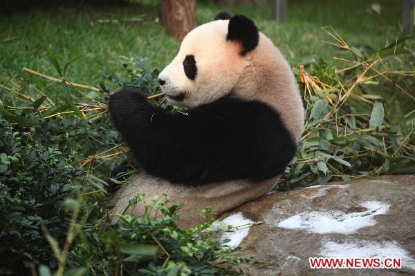 Panda &apos;Xin Xin&apos; eats fresh bamboo at the newly-launched panda pavilion in the Macao Special Administrative Region, south China, Jan. 18, 2011. 