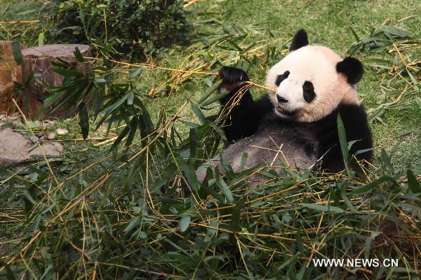 Panda Xinxin eats bamboo in Macao, south China, on Jan.19, 2011. 