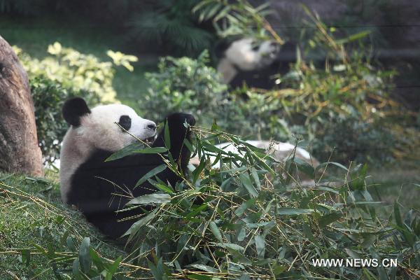 Panda Kaikai(L front) and Xinxin eat bamboo in Macao, south China, on Jan.19, 2011.