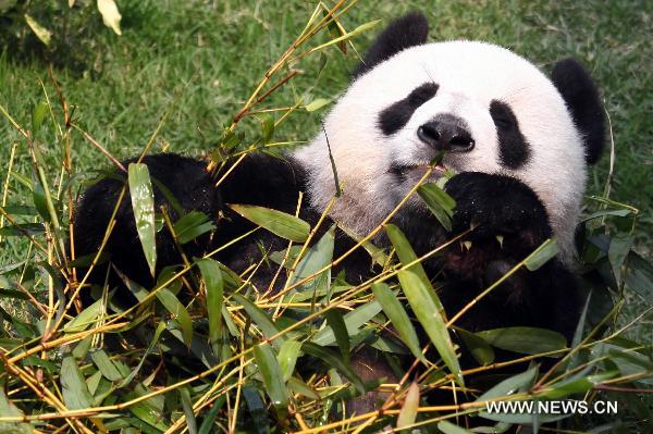 Panda Kaikai eats bamboo in Macao, south China, on Jan.19, 2011. 