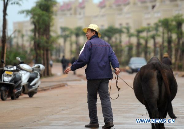 A villager walks with his buffalo in the relocation area in Longlou Township of Wenchang City, south China's Hainan Province, Jan. 12, 2011. 