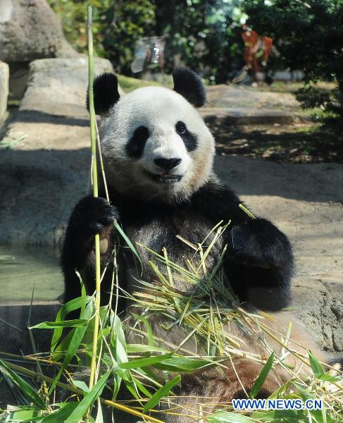 The female panda Xian Nu eats the bamboo at Ueno Zoo in Tokyo, Japan, April 1, 2011. 