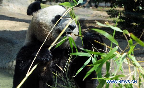 The female panda Xian Nu eats the bamboo at Ueno Zoo in Tokyo, Japan, April 1, 2011. 