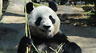 The female panda Xian Nu eats the bamboo at Ueno Zoo in Tokyo, Japan, April 1, 2011.